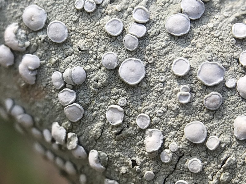 Rim Lichen photo 6