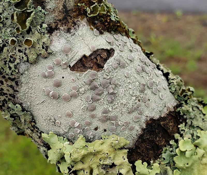 Rim Lichen photo 7