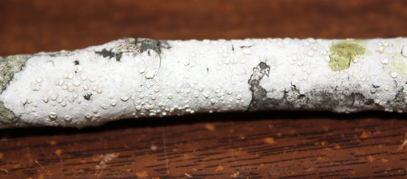 Rim Lichen photo 8