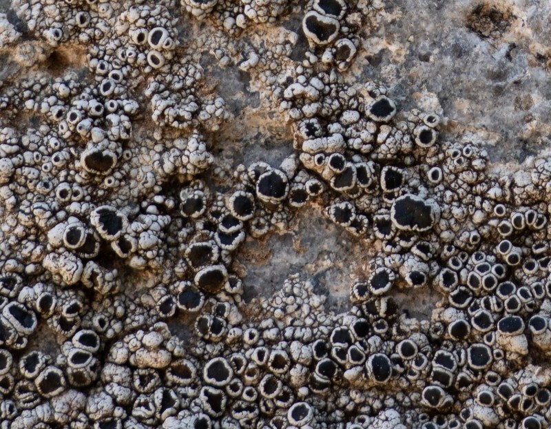 California Rim Lichen photo 2