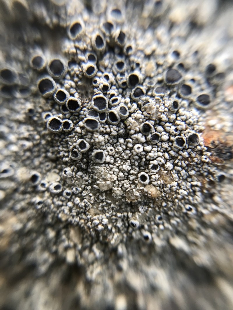 California Rim Lichen photo 3