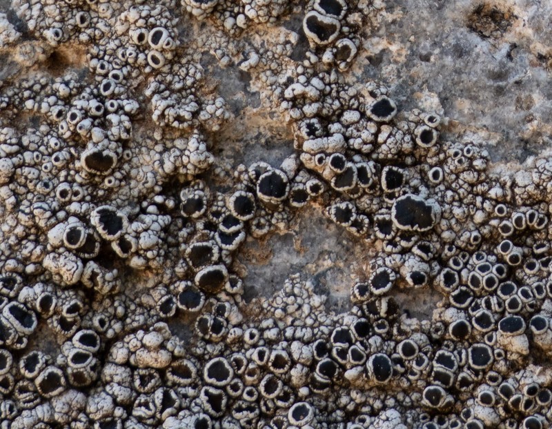 California Rim Lichen photo 4