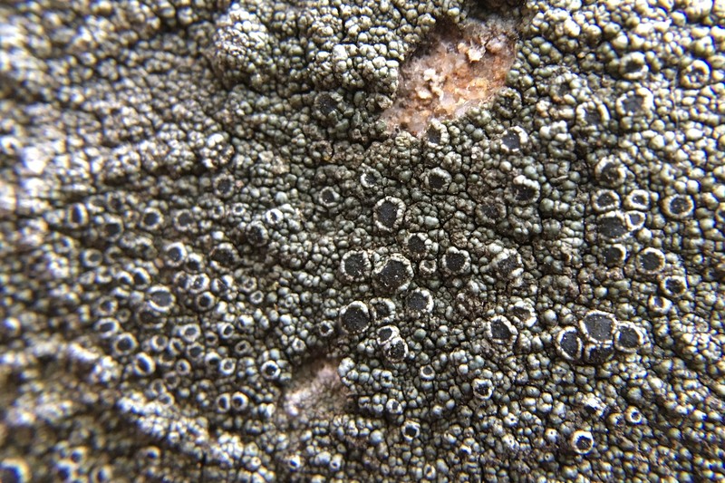 California Rim Lichen photo 5