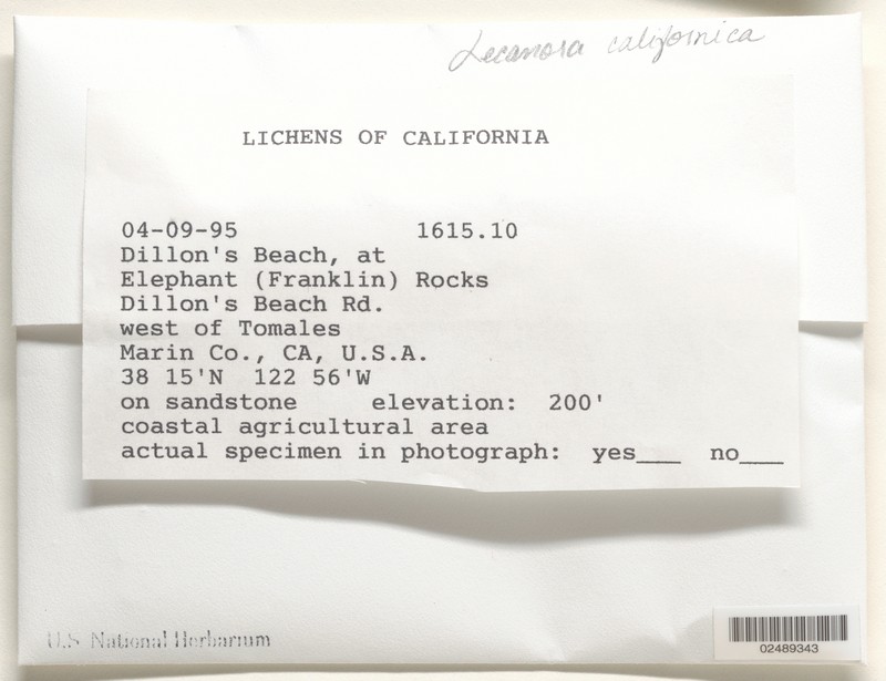 California Rim Lichen photo 6