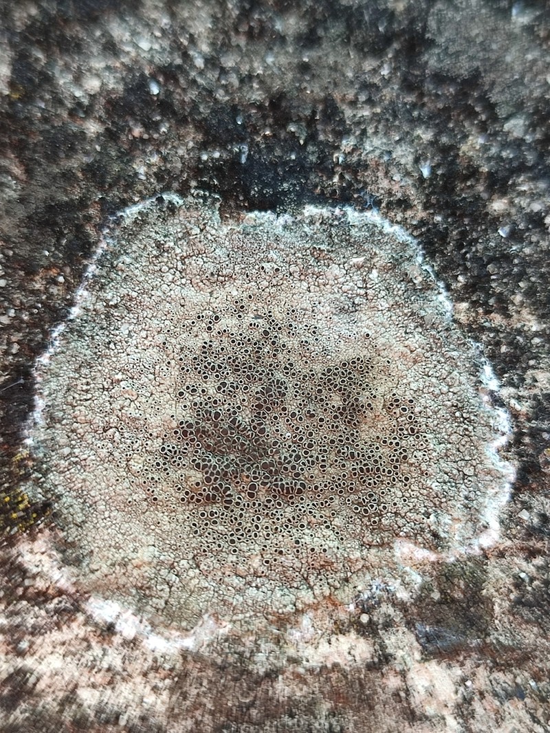Rim Lichen