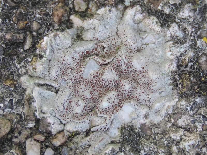Rim Lichen photo 2