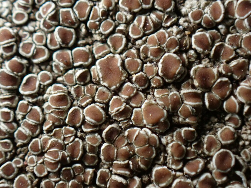 Rim Lichen photo 3