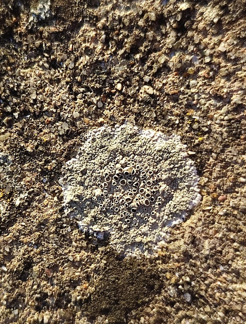 Rim Lichen photo 4
