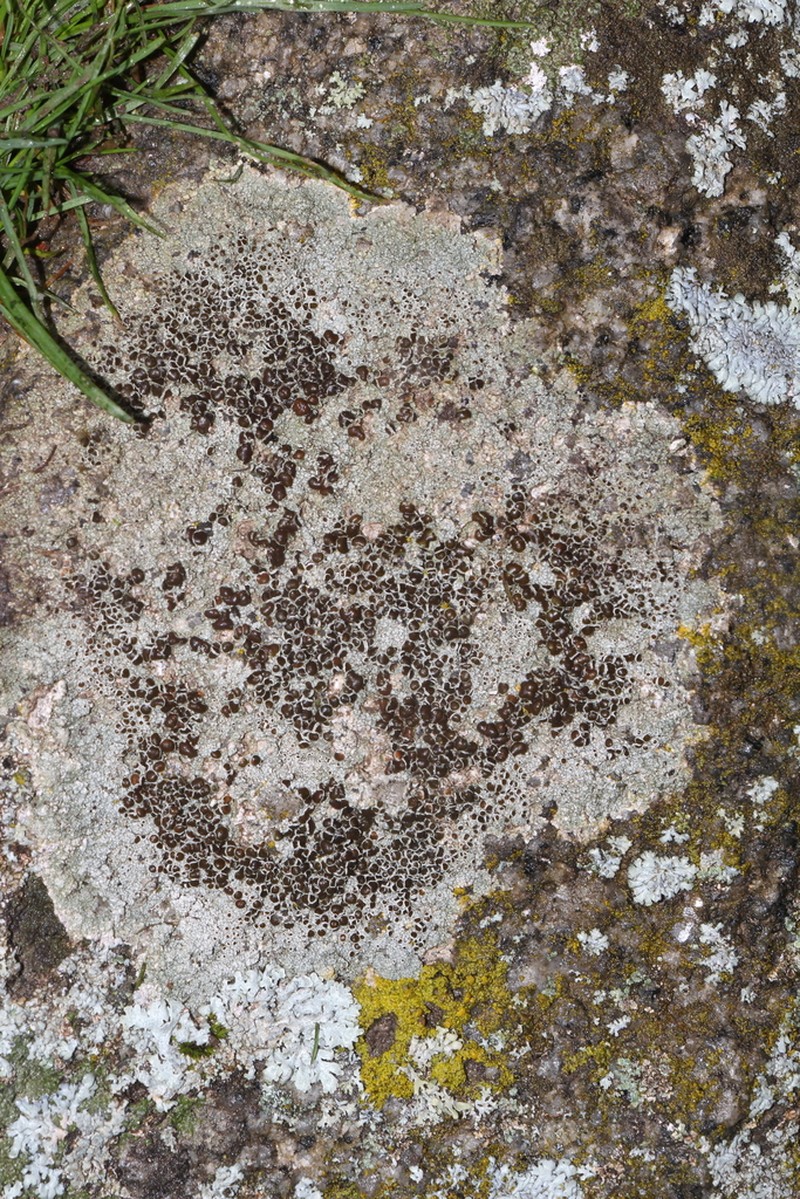 Rim Lichen photo 5