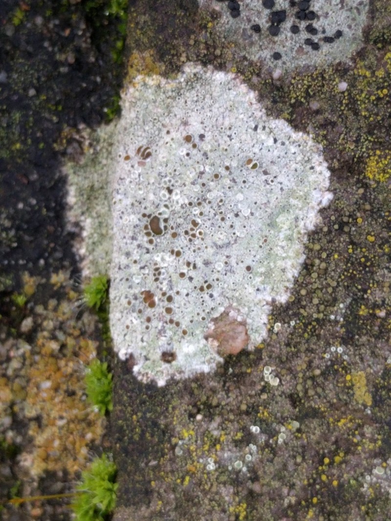 Rim Lichen photo 6