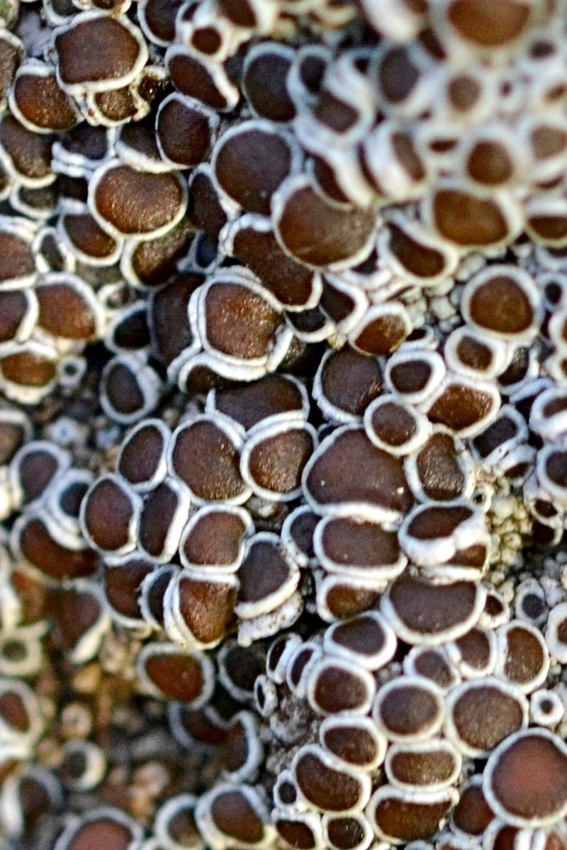 Rim Lichen photo 7