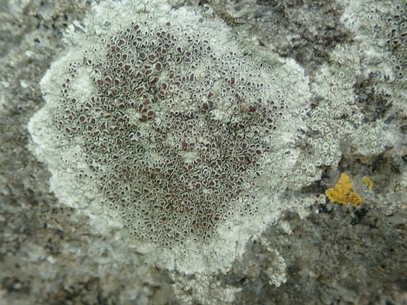Rim Lichen photo 8