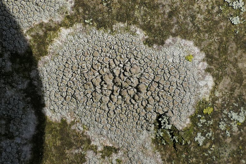 Rim Lichen