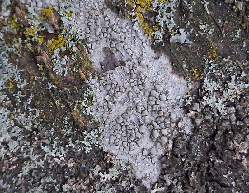 Rim Lichen