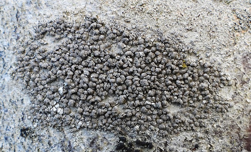 Rim Lichen photo 2
