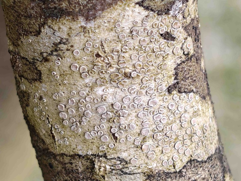 Rim Lichen photo 3