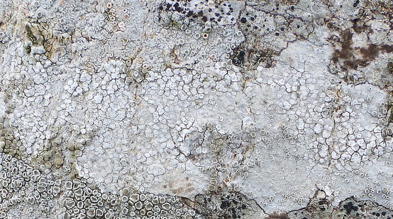 Rim Lichen photo 4