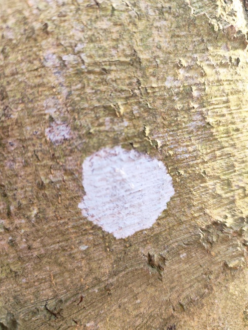 Rim Lichen photo 5
