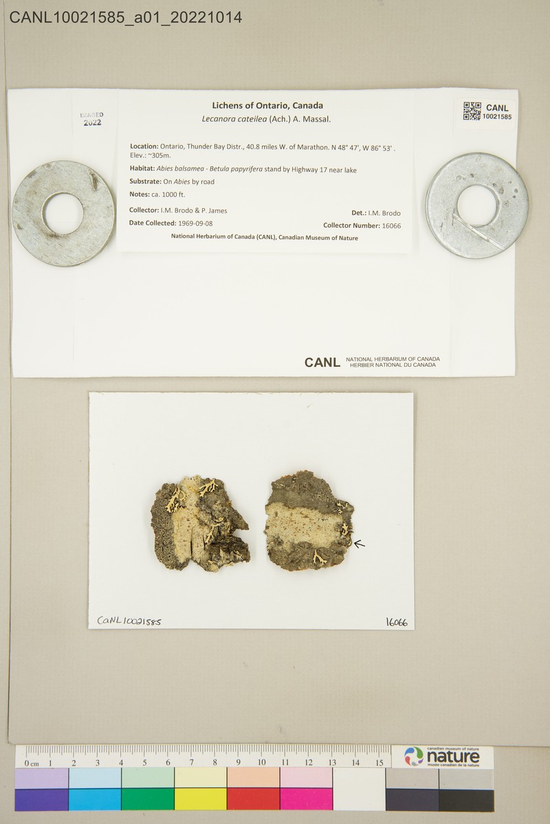 Rim Lichen photo 2