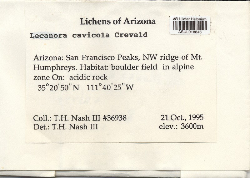 Lecanora cavicola