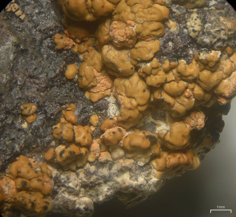 Lecanora cavicola photo 2