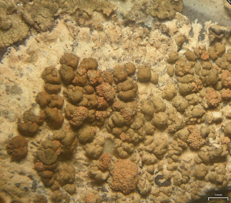 Lecanora cavicola photo 3