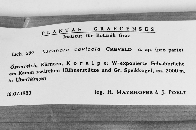 Lecanora cavicola photo 4