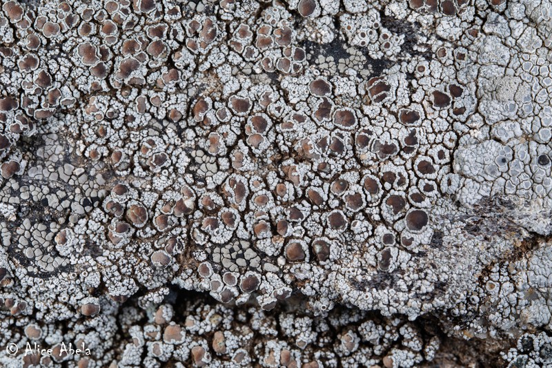 Rim Lichen