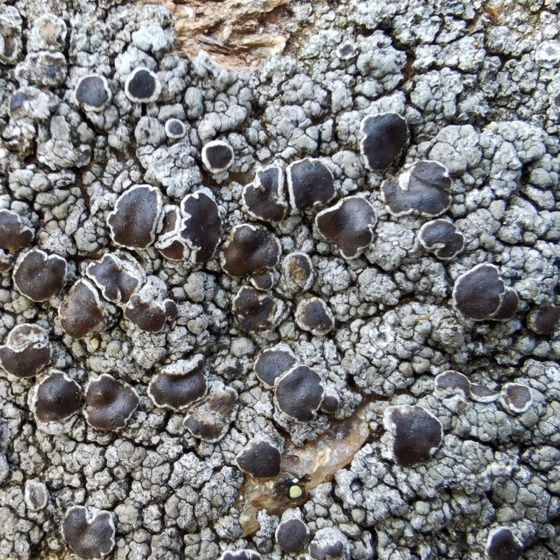 Rim Lichen photo 2