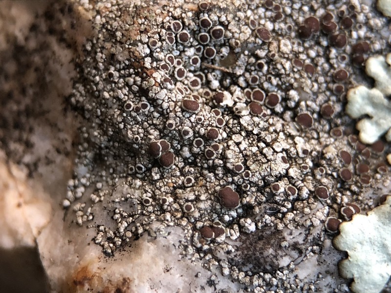 Rim Lichen photo 3