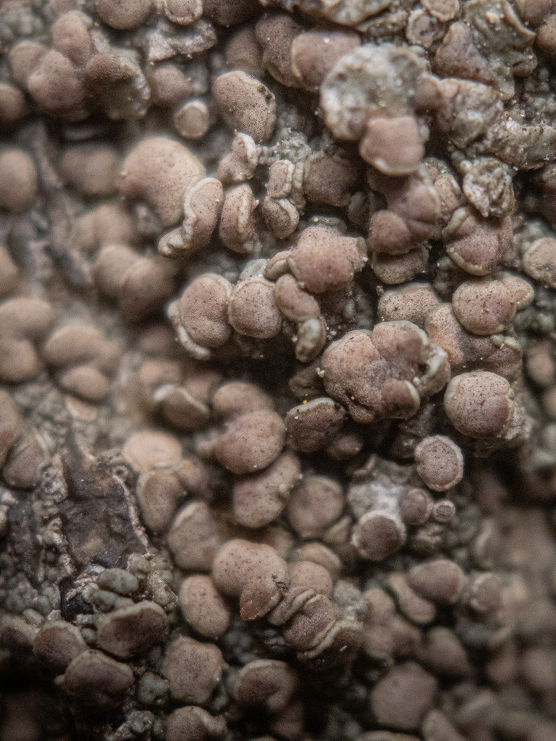 Rim Lichen photo 4