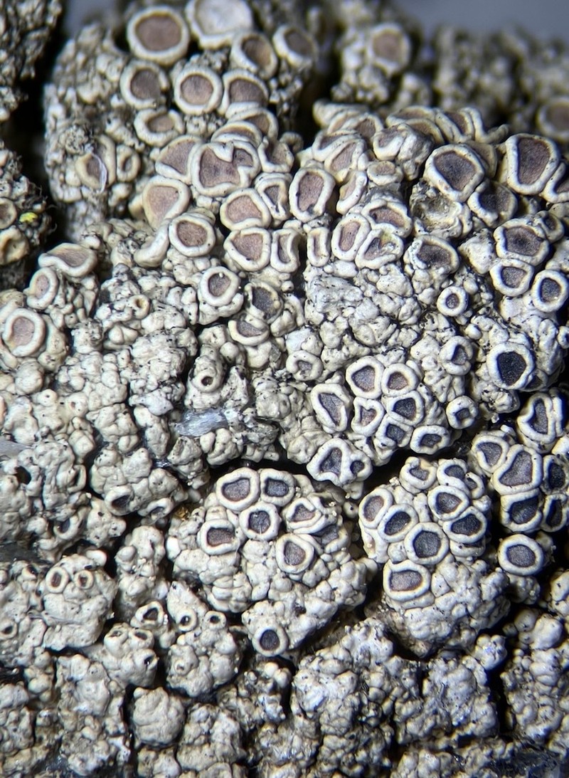 Rim Lichen photo 5