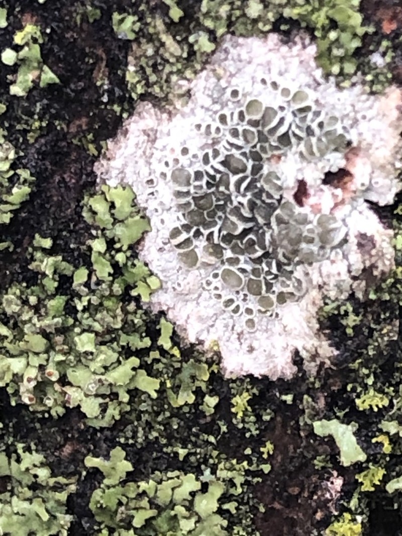 Rim Lichen photo 6