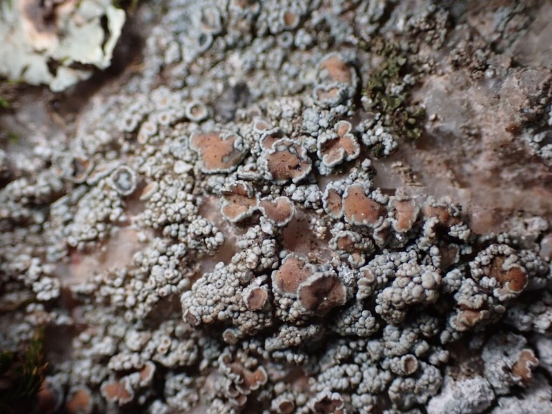 Rim Lichen photo 7