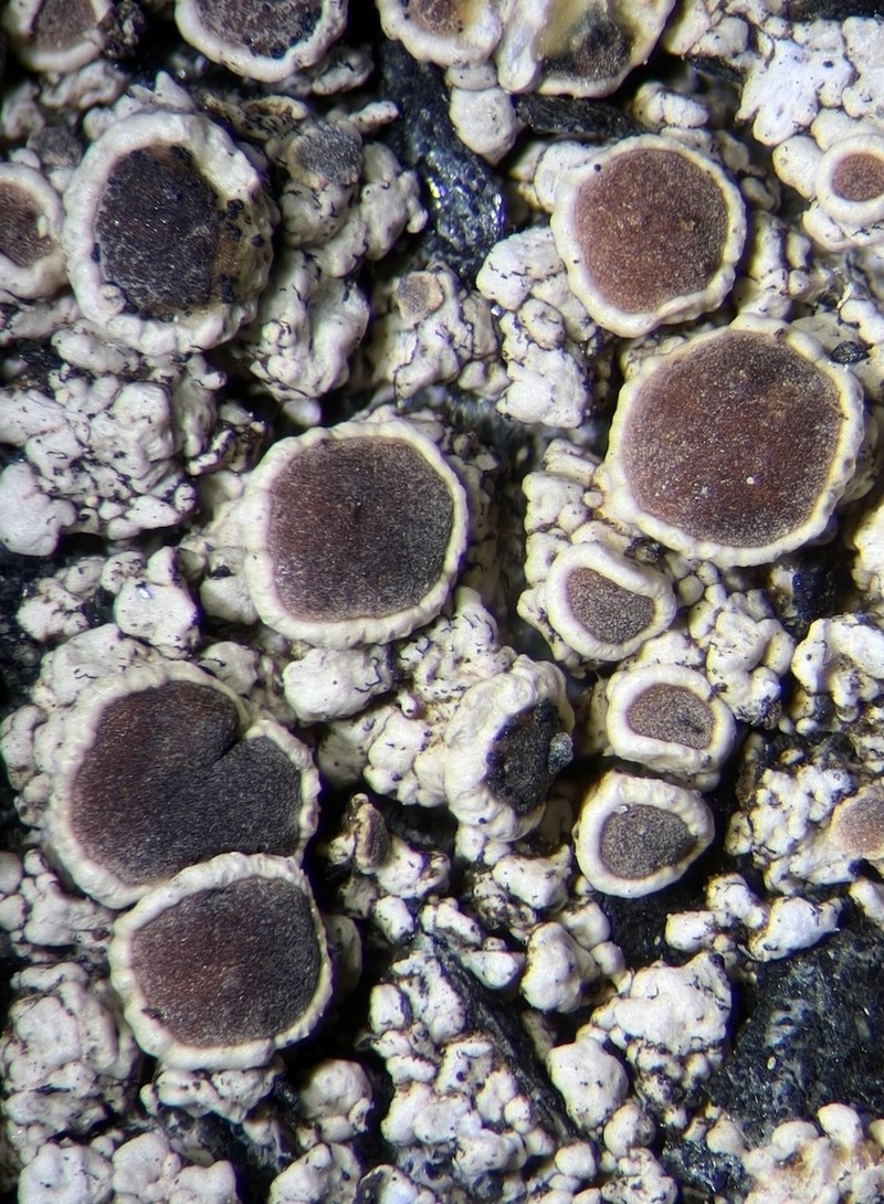 Rim Lichen photo 8