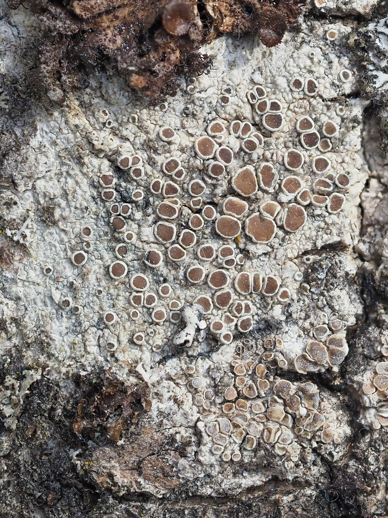 Rim Lichen