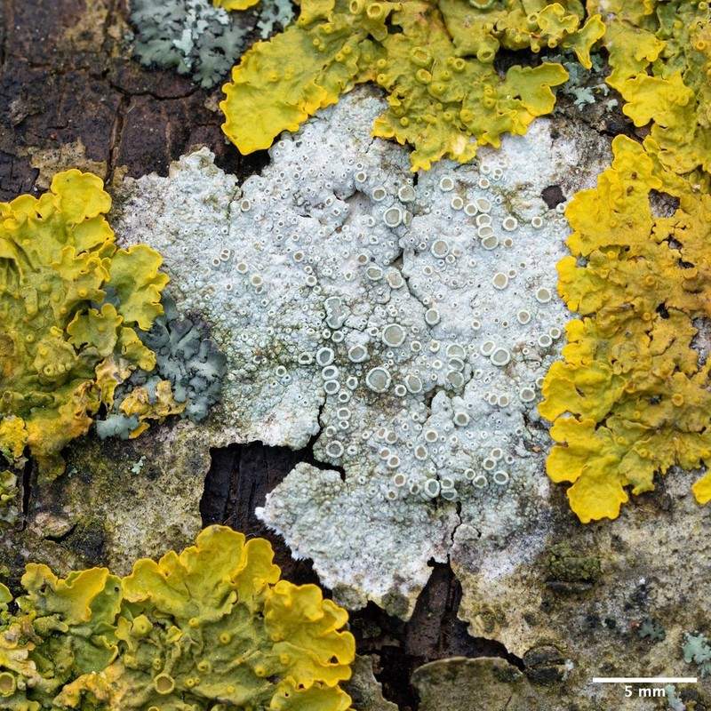 Rim Lichen