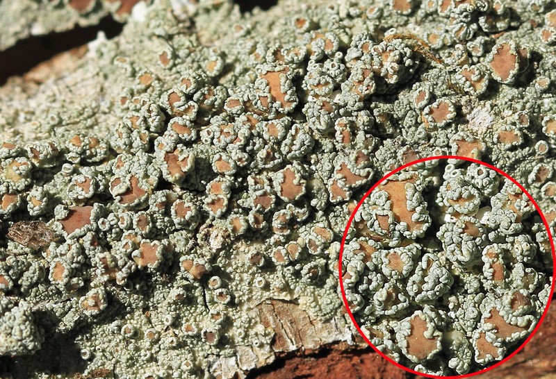 Rim Lichen photo 2