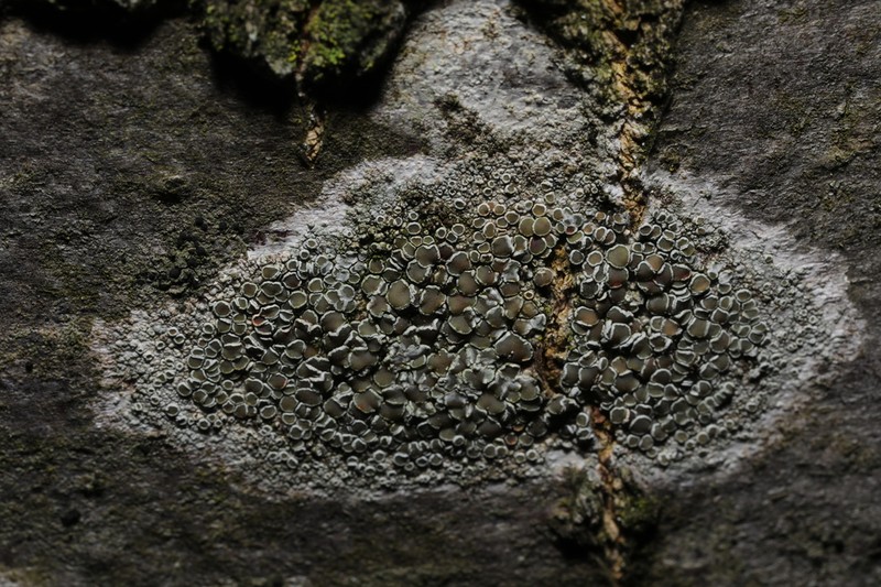 Rim Lichen photo 3