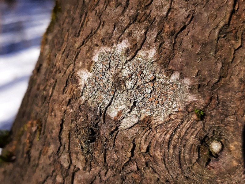 Rim Lichen photo 4