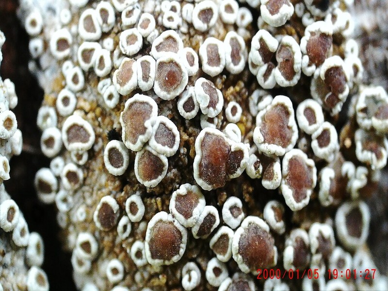 Rim Lichen photo 5