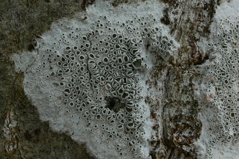 Rim Lichen photo 6