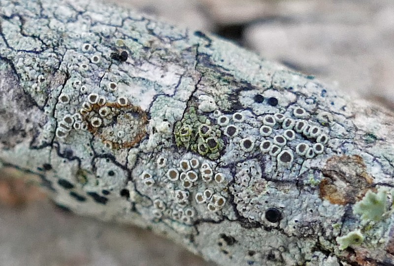 Rim Lichen photo 7