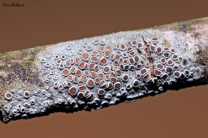 Rim Lichen photo 8
