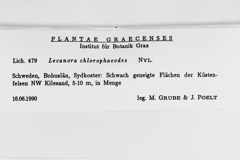 Rim Lichen