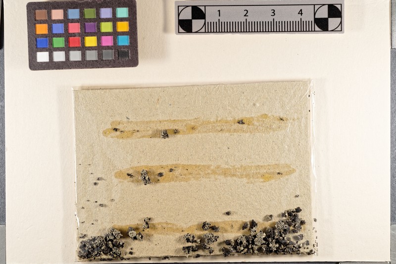Rim Lichen photo 2