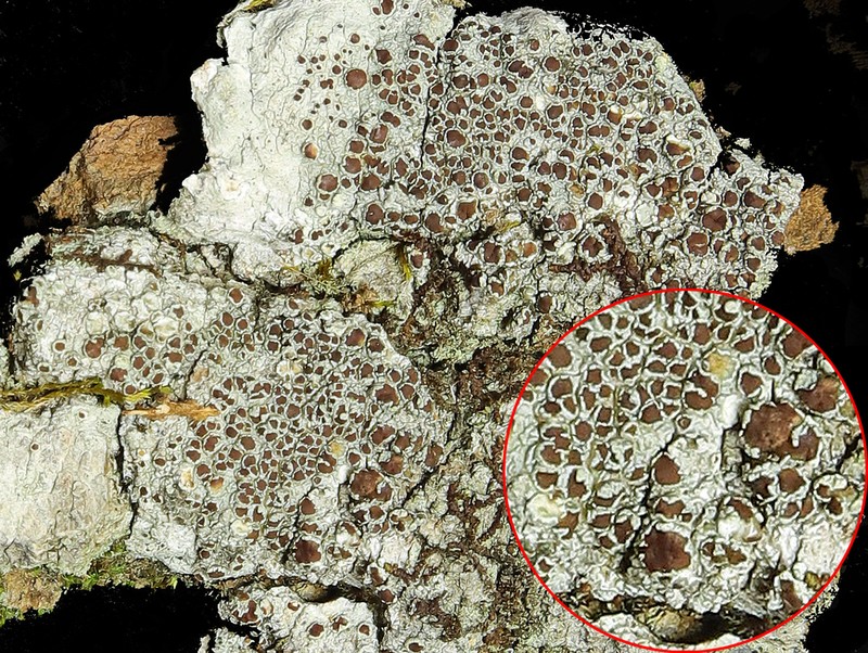 Rim Lichen