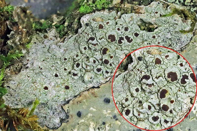 Rim Lichen photo 2