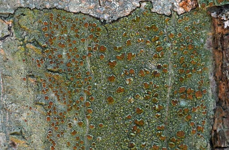 Rim Lichen photo 3