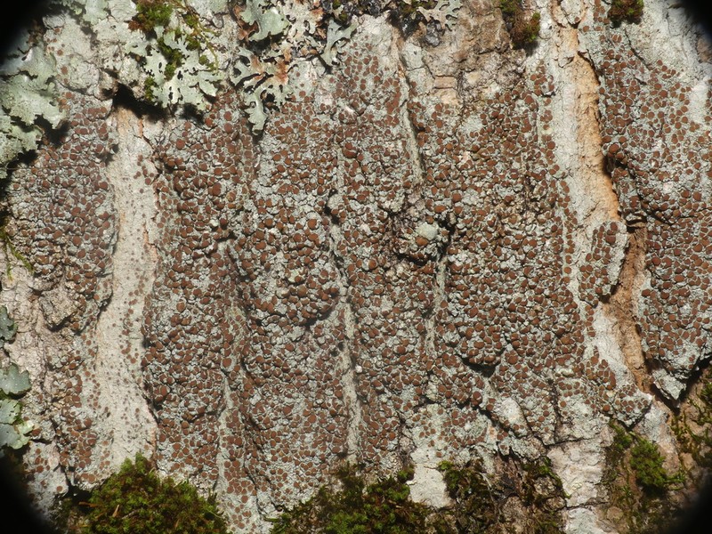 Rim Lichen photo 4